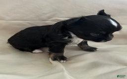 Chihuahua dogs for sale: Pepper - Image 2