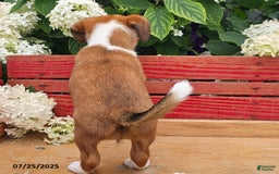 Jack Russell Terrier dogs for sale: Teresa - Image 2