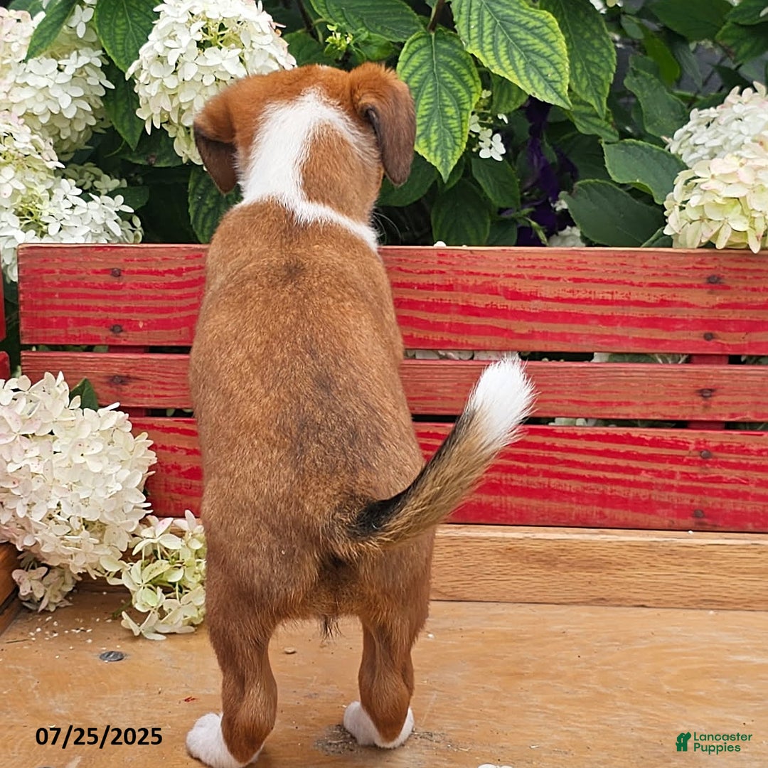Jack Russell Terrier dogs for sale: Teresa - Image 2