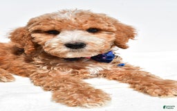 Mini Goldendoodle dogs for sale: Timmy - Image 5