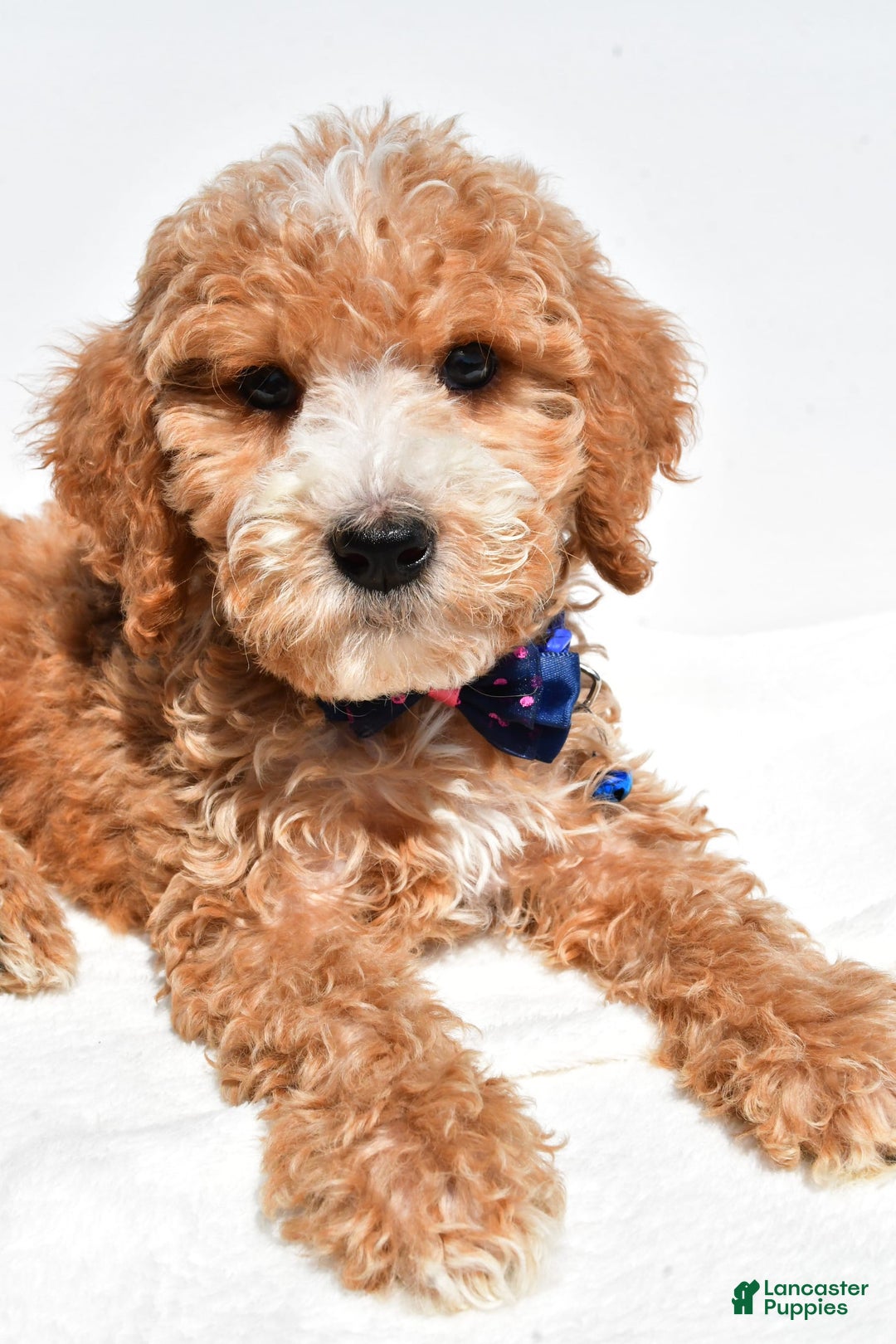 Mini Goldendoodle dogs for sale: Timmy - Image 5