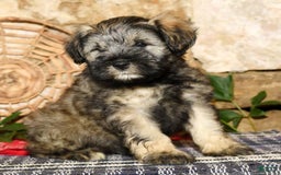 Miniature Schnauzer dogs for sale: Lilly - Image 3