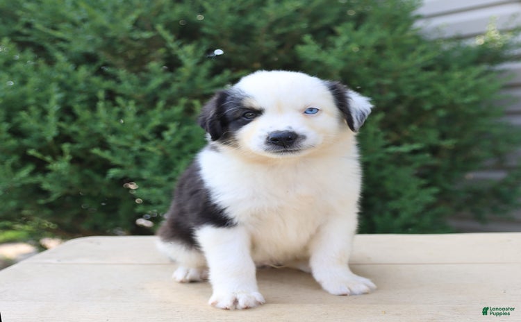 Miniature Australian Shepherd dogs for sale - Ad 4