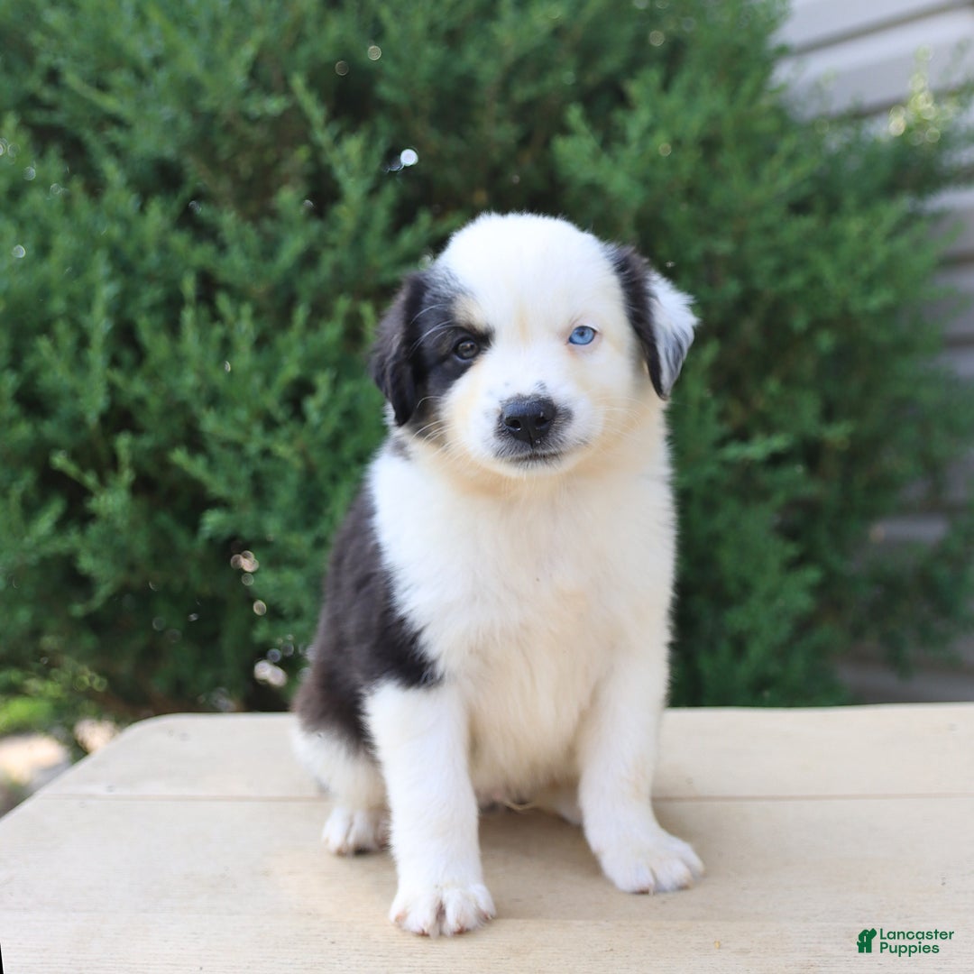 Miniature Australian Shepherd dogs for sale: Enzo - Image 1