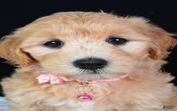 Maltipoo dogs for sale: Beauty - Image 4
