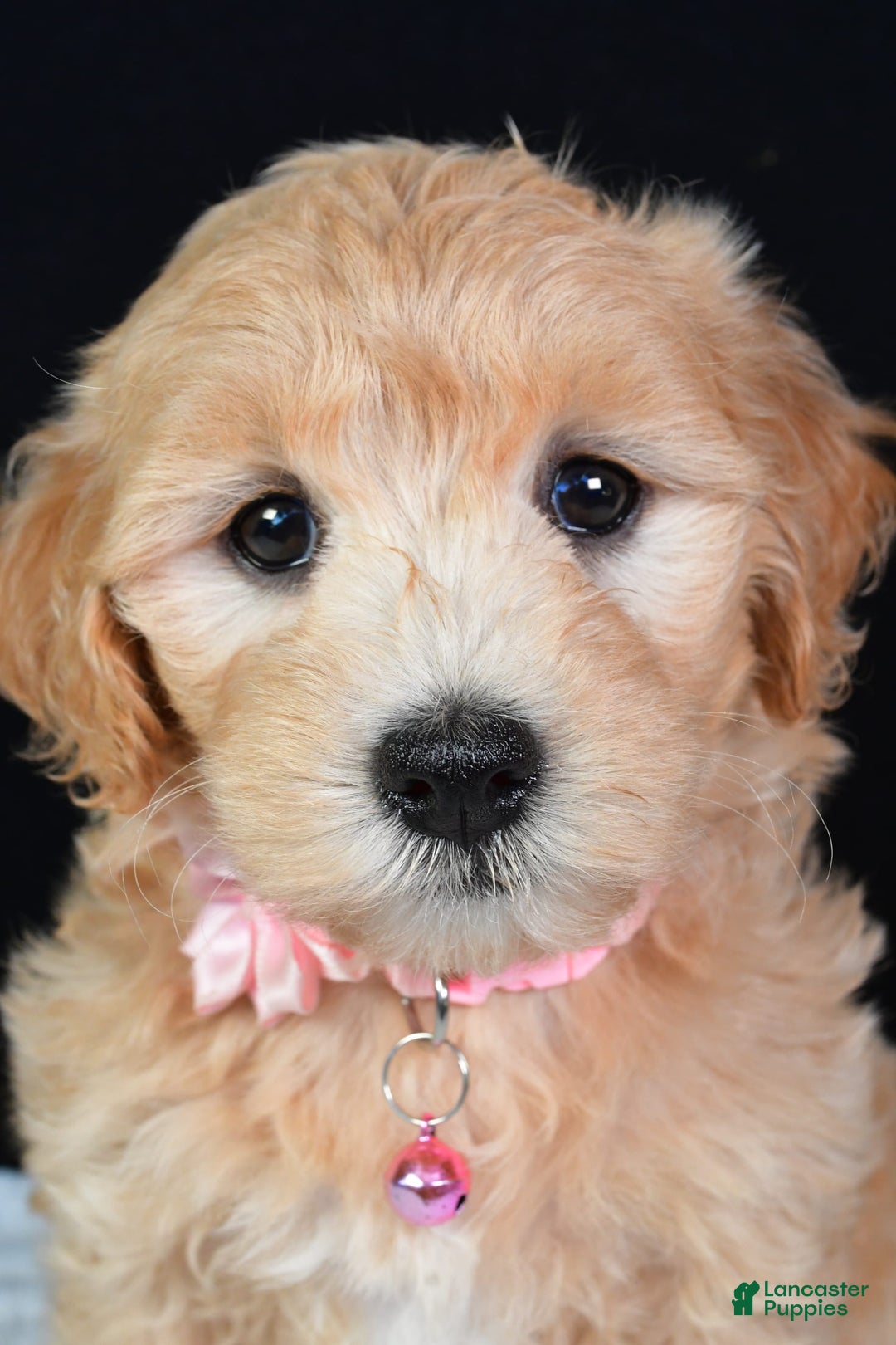Maltipoo dogs for sale: Beauty - Image 4
