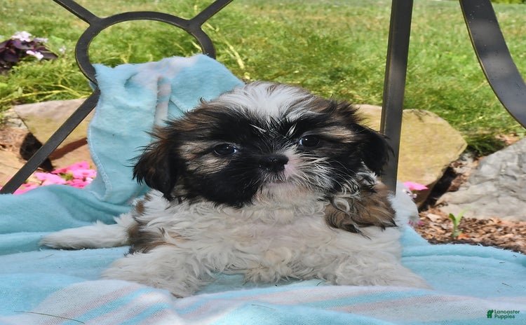 Shih Tzu dogs for sale - Ad 1