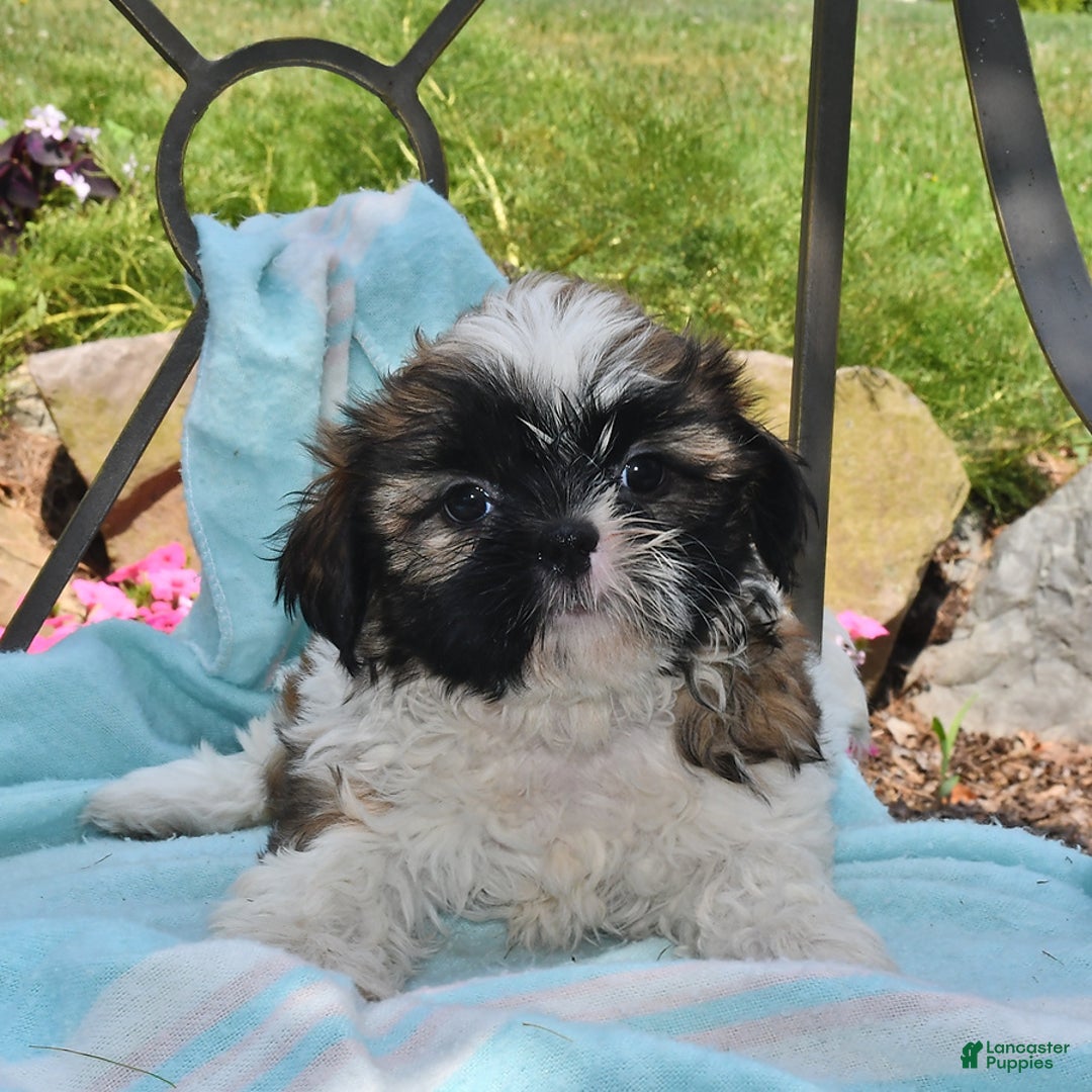Shih Tzu dogs for sale: Nellie - Image 1