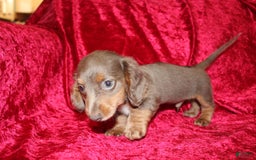 Miniature Dachshund dogs for sale: Bingo - Image 29
