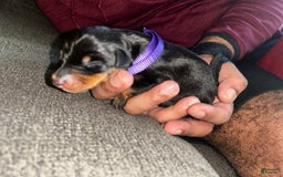 Doberman Pinscher dogs for sale: Purple Collar - Image 4