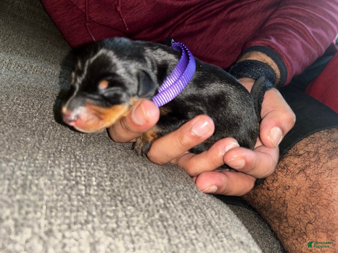 Doberman Pinscher dogs for sale: Purple Collar - Image 4