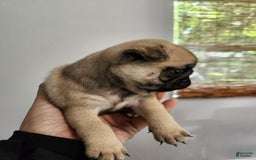 Pug dogs for sale: Silver Fawn Luna - Image 2