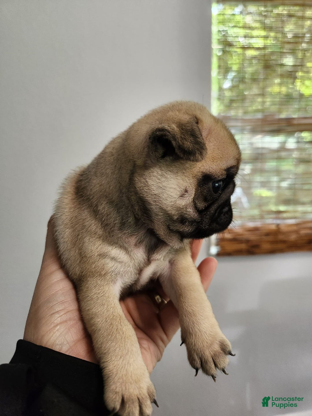 Pug dogs for sale: Silver Fawn Luna - Image 2