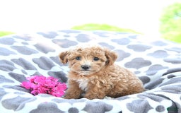 Toy Poodle dogs for sale: Kai - Image 3