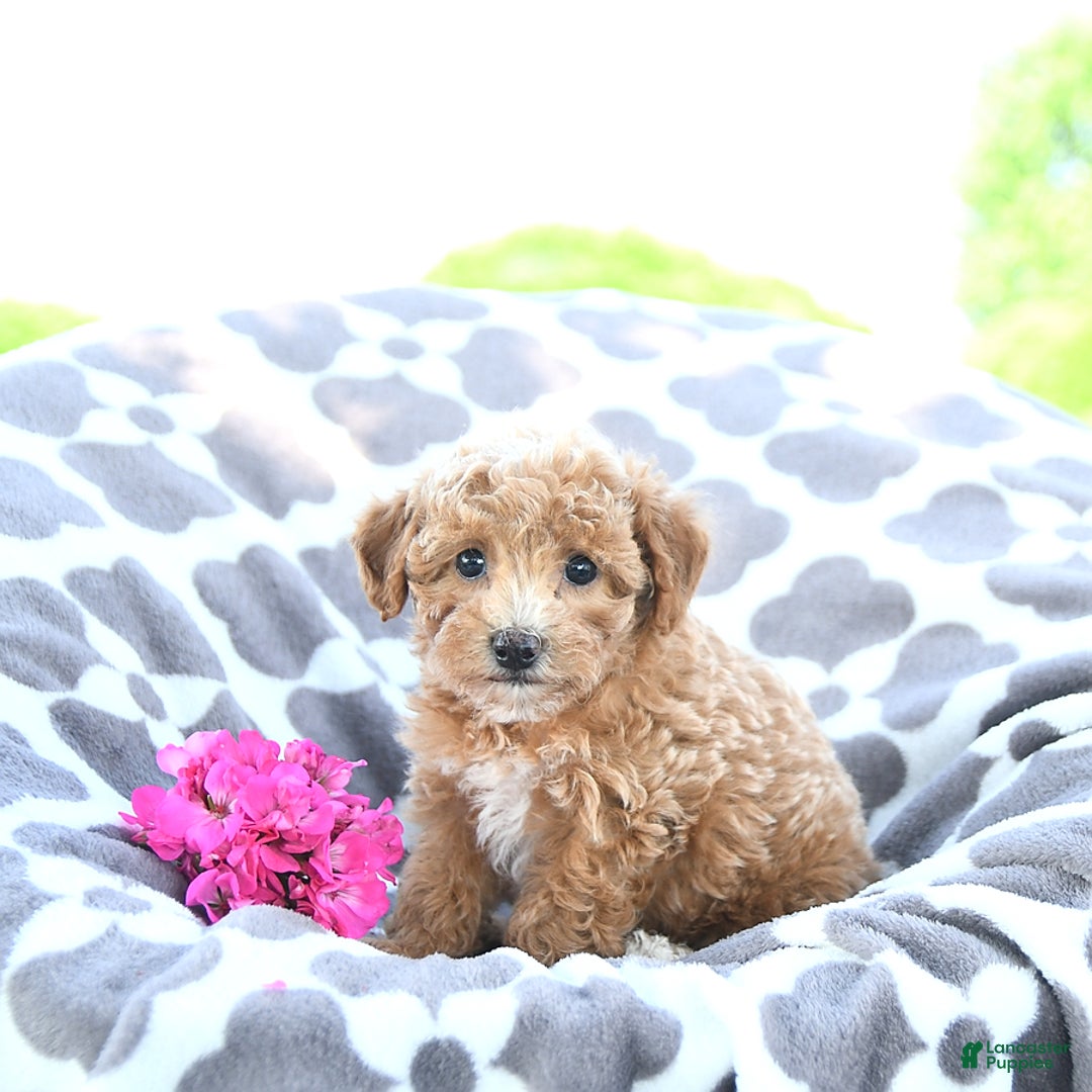 Toy Poodle dogs for sale: Kai - Image 3