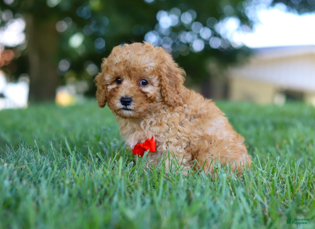 Cavapoo dogs for sale: Teddy - Image 6