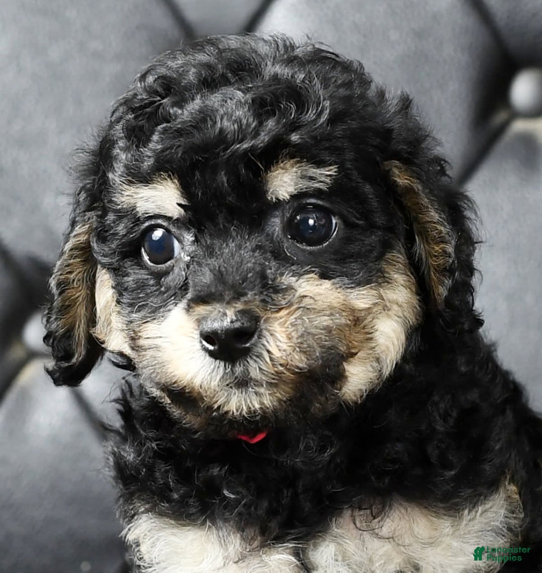 Miniature Poodle dogs for sale: Ellie - Image 2