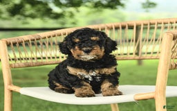 Mini Bernedoodle dogs for sale: Handsome - Image 1