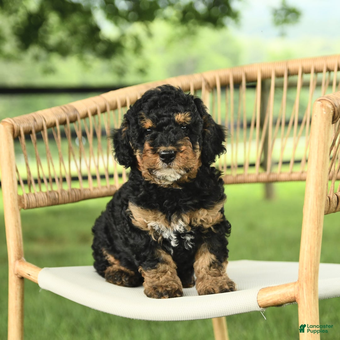 Mini Bernedoodle dogs for sale: Handsome - Image 1