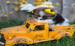 Pomeranian dogs for sale: Nirvana - Image 29