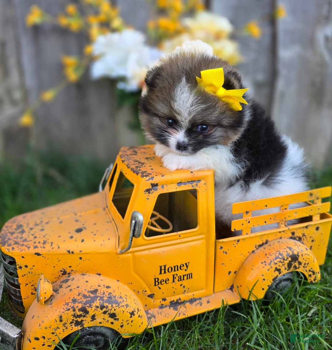 Pomeranian dogs for sale: Nirvana - Image 29