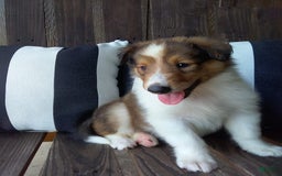 Collie dogs for sale: Debbie - Image 5