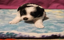 Chihuahua dogs for sale: Oscar - Image 5