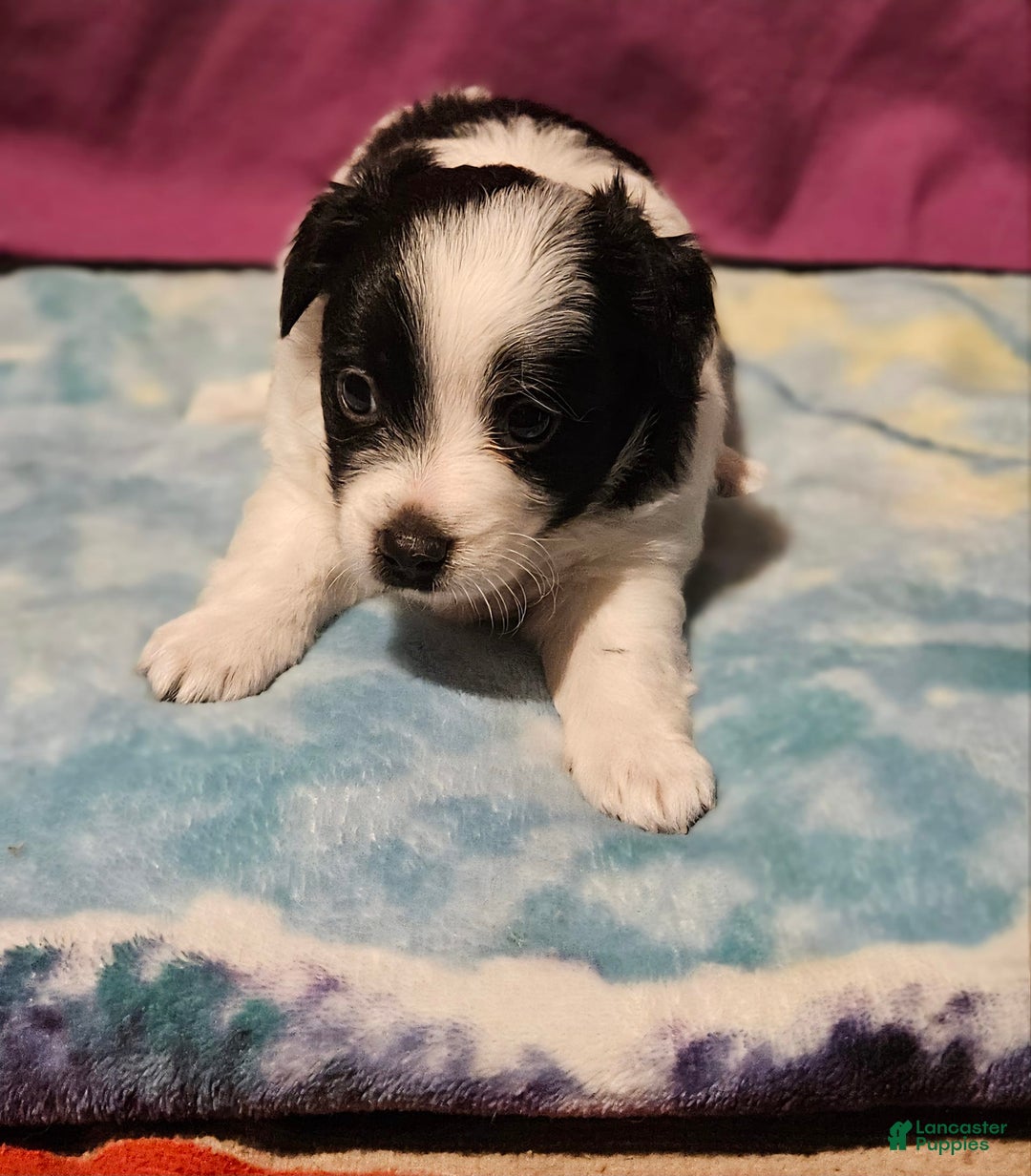 Chihuahua dogs for sale: Oscar - Image 5