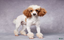 Mini Bernedoodle dogs for sale: Alex - Image 7
