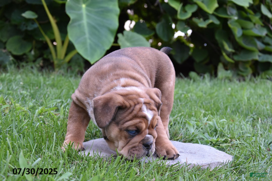 Olde English Bulldogge dogs for sale: Macey - Image 1