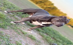 American Bully dogs for stud: Diesel - Image 1