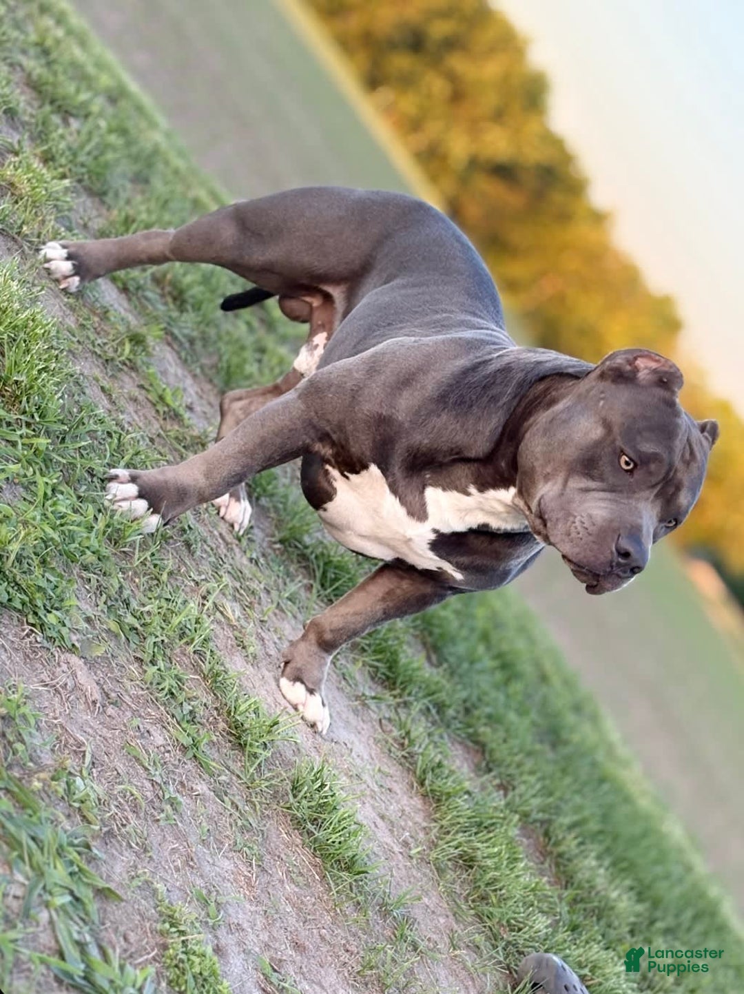 American Bully dogs for stud: Diesel - Image 1