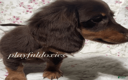 Dachshund dogs for sale: Brownie Chocolate Girl 1952 - Image 6