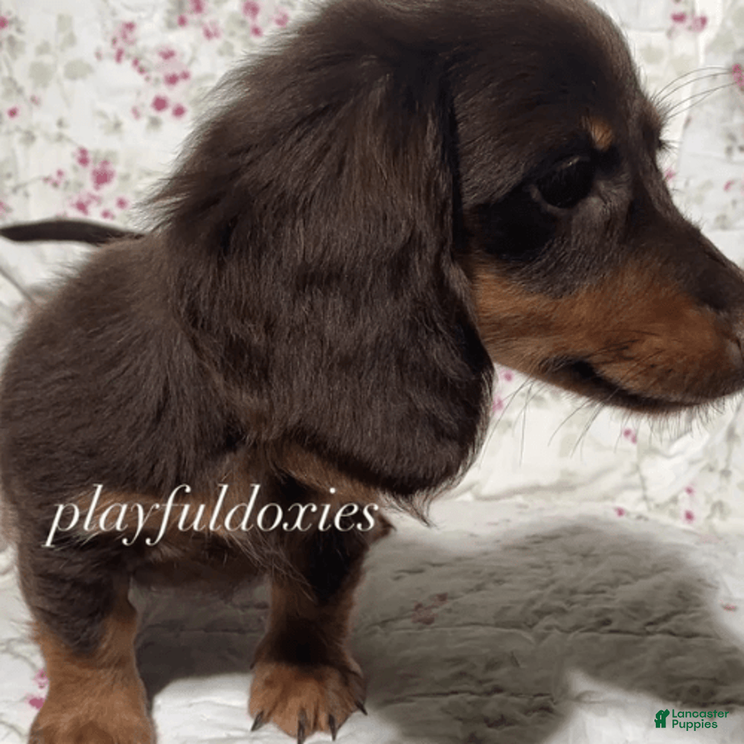 Dachshund dogs for sale: Brownie Chocolate Girl 1952 - Image 6
