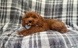 Cavapoo dogs for sale: Dash - Image 5