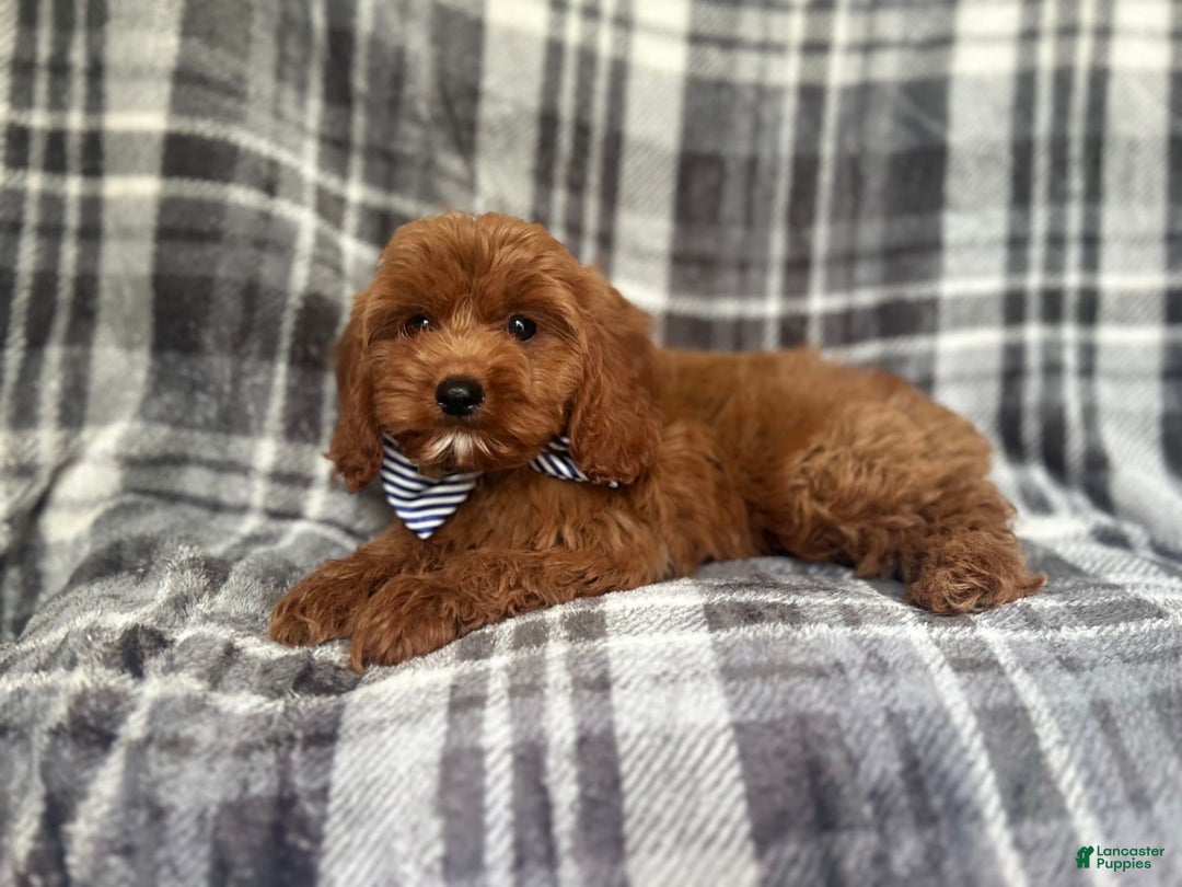 Cavapoo dogs for sale: Dash - Image 5