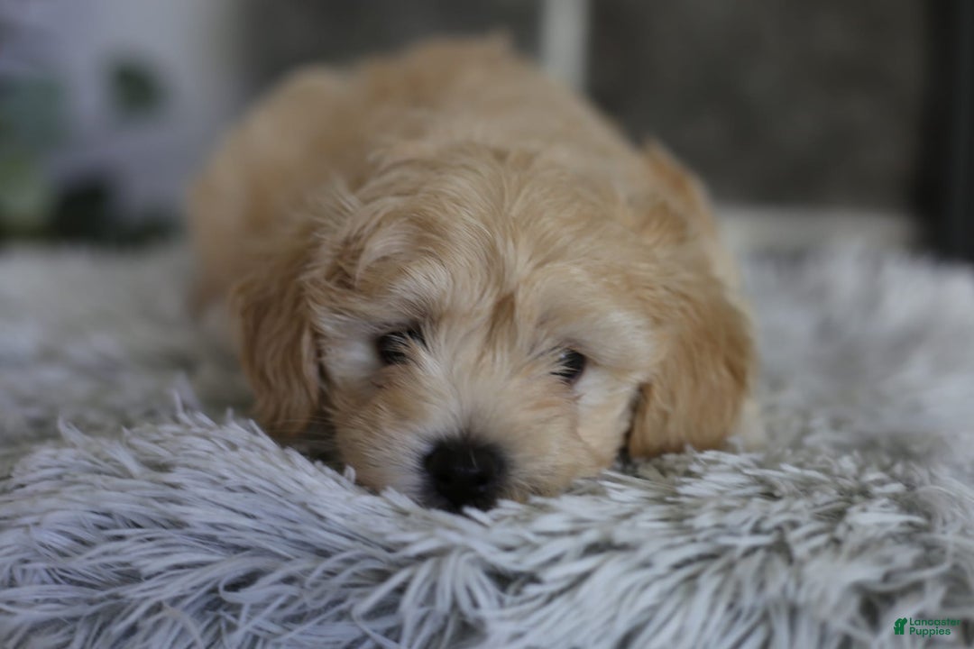 Maltipoo dogs for sale: Yogi - Image 3