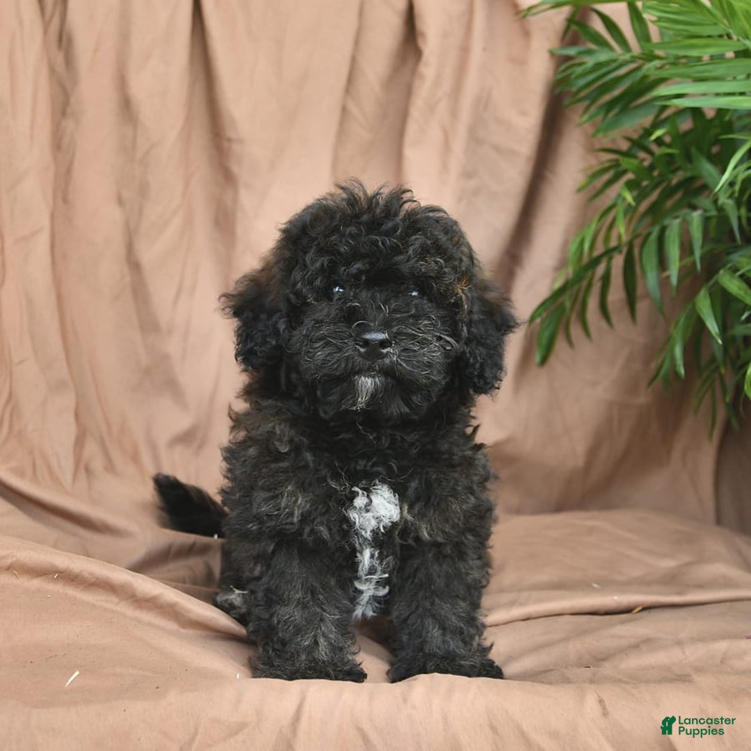 Bichpoo dogs for sale: Peppermint Patty - Image 8