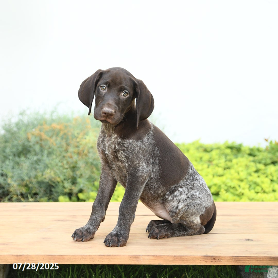 German Shorthaired Pointer dogs for sale: Java - Image 3