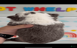 French Bulldog dogs for sale: French Bulldog 5 puppies - Image 6