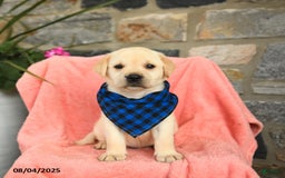 Labrador Retriever dogs for sale: Brie - Image 2