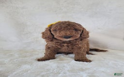  dogs for sale: Mini Goldendoodle 7 puppies - Image 2