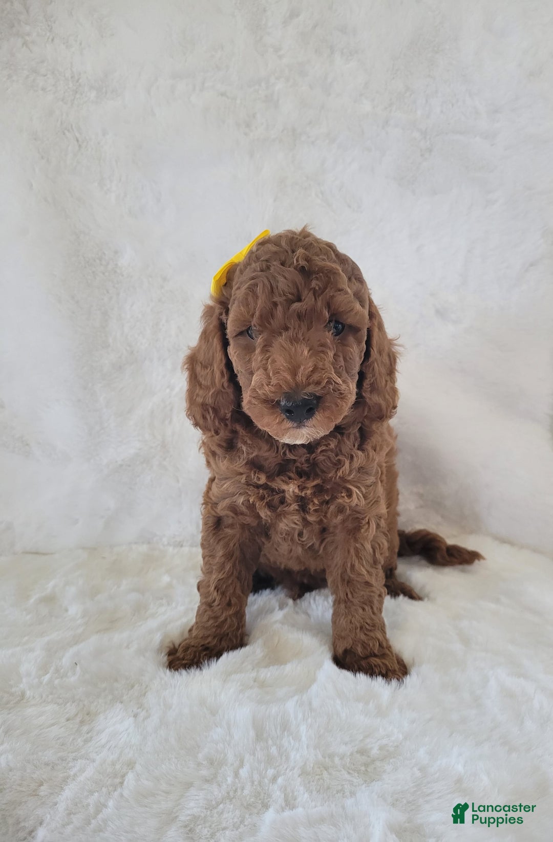  dogs for sale: Mini Goldendoodle 7 puppies - Image 2