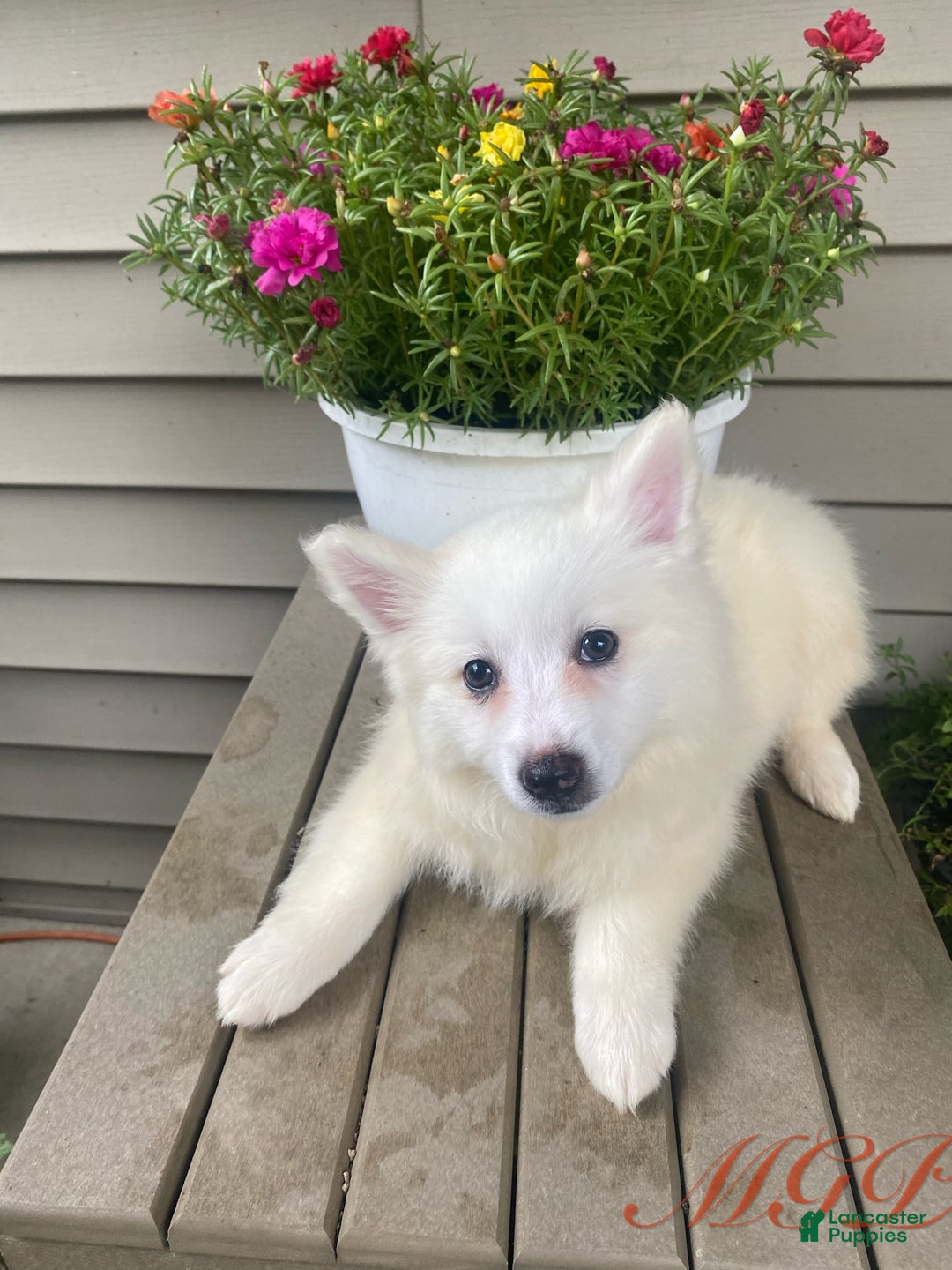 American Eskimo dogs for sale: Tessa - Image 10