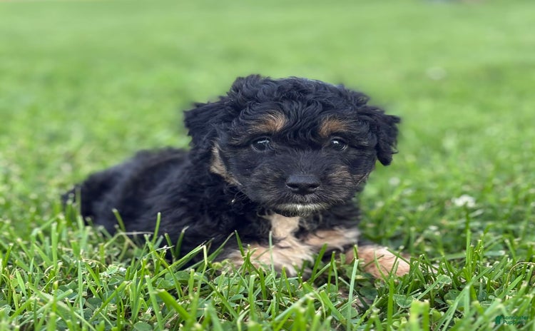 Aussiedoodle dogs - Advert 25