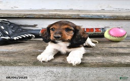 Miniature Dachshund dogs for sale: Caden - Image 3