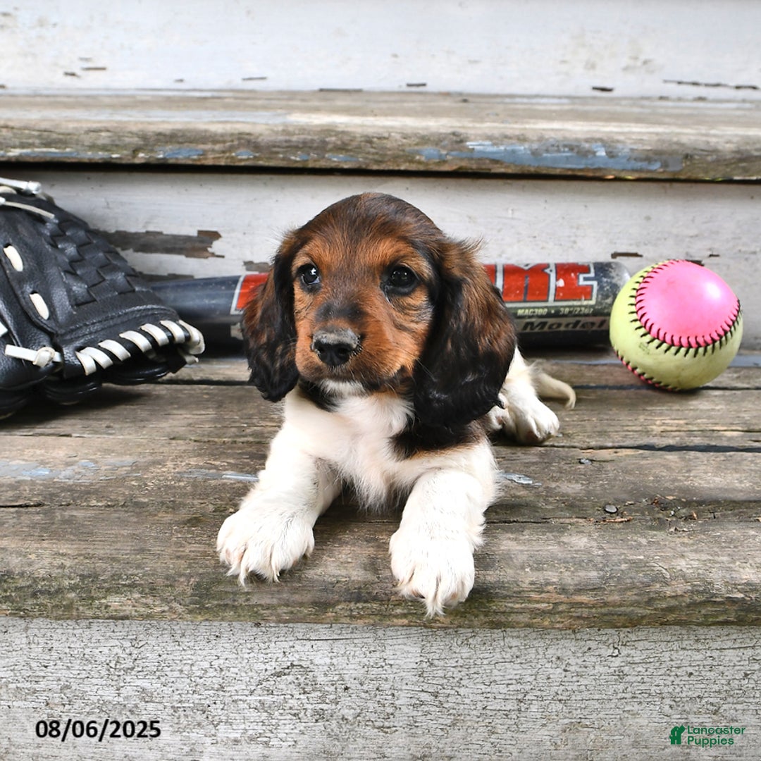 Miniature Dachshund dogs for sale: Caden - Image 3