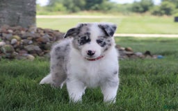 Border Collie dogs for sale: Diesel - Image 4