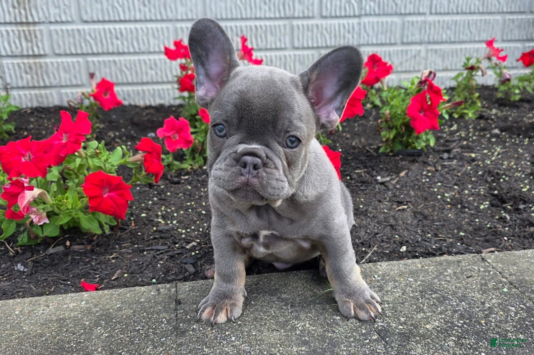 French Bulldog dogs for sale: Remi - Image 6