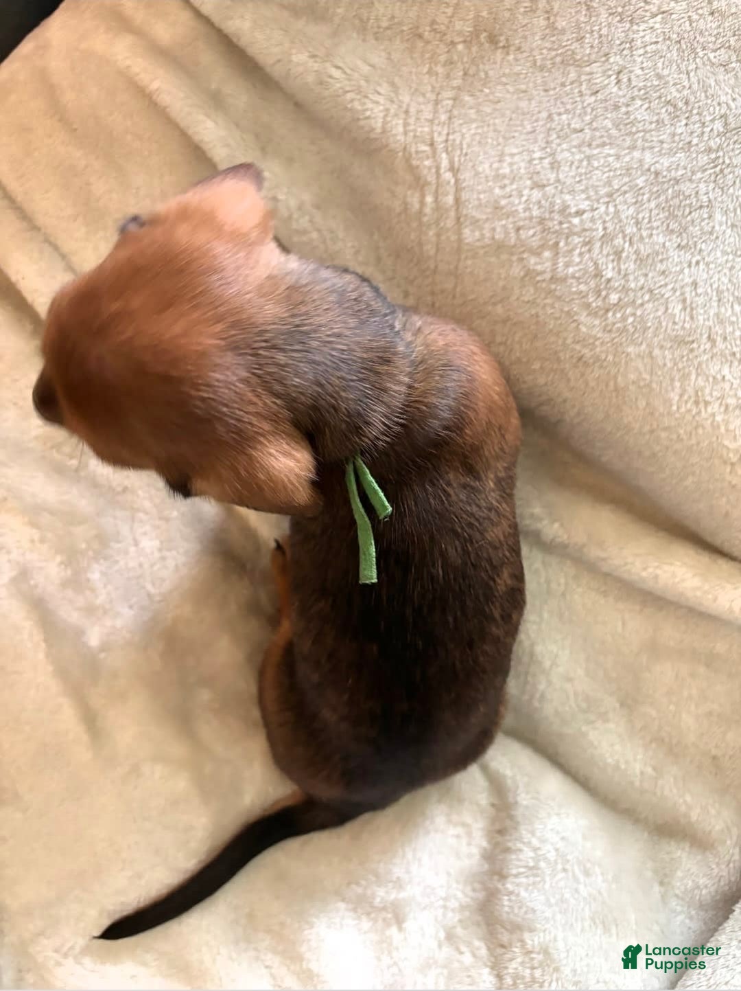 Miniature Dachshund dogs for sale: Green - Image 4